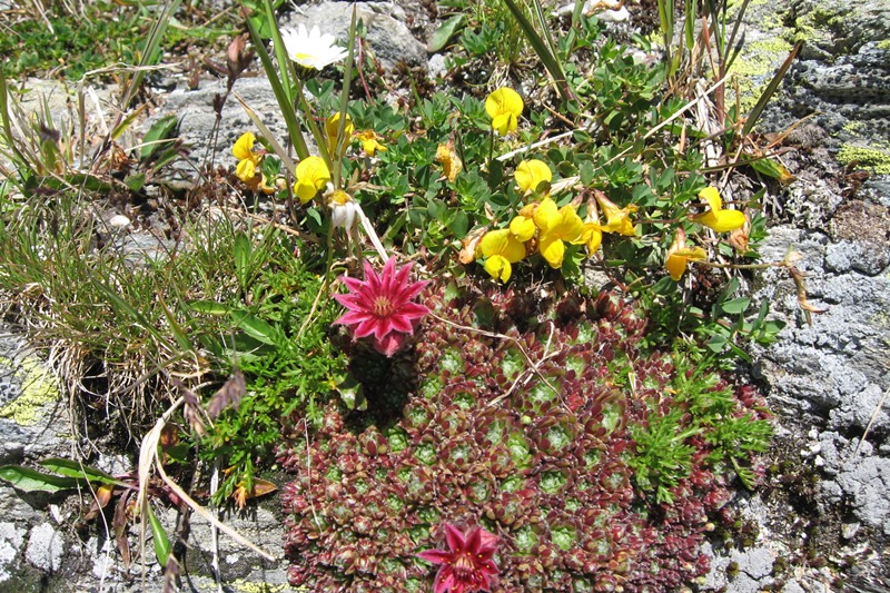 Bergblumen