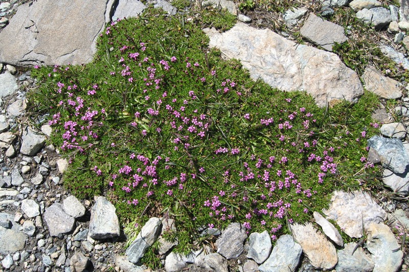 Bergblumen