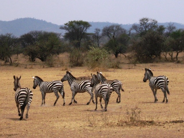 Zebras