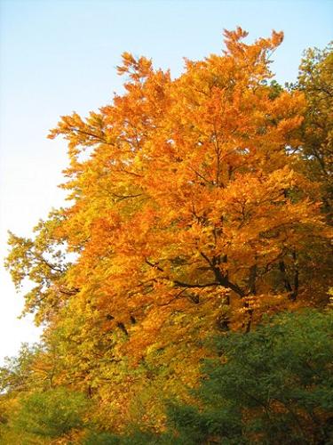 Herbstlaub
